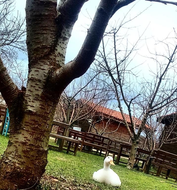 Salkim Konak Ve Agac Evler Selçuk Bagian luar foto